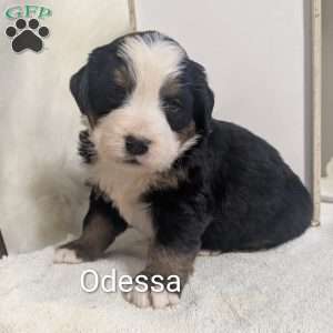 Odessa, Bernese Mountain Dog Puppy
